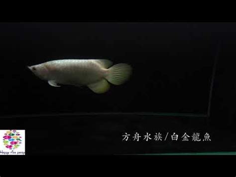 白金龍魚|龍魚百家爭鳴,誰與爭鋒